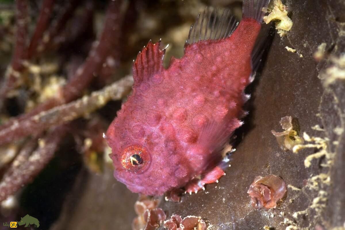 ماهی مکشی؛ موجود بامزه، اما عجیب با مکندهای شبیه دهان انسان که به صخره میچسبد و زره مینایی دارد! ماهی مکشی؛ موجود بامزه، اما عجیب با مکندهای شبیه دهان انسان که به صخره میچسبد و زره مینایی دارد!