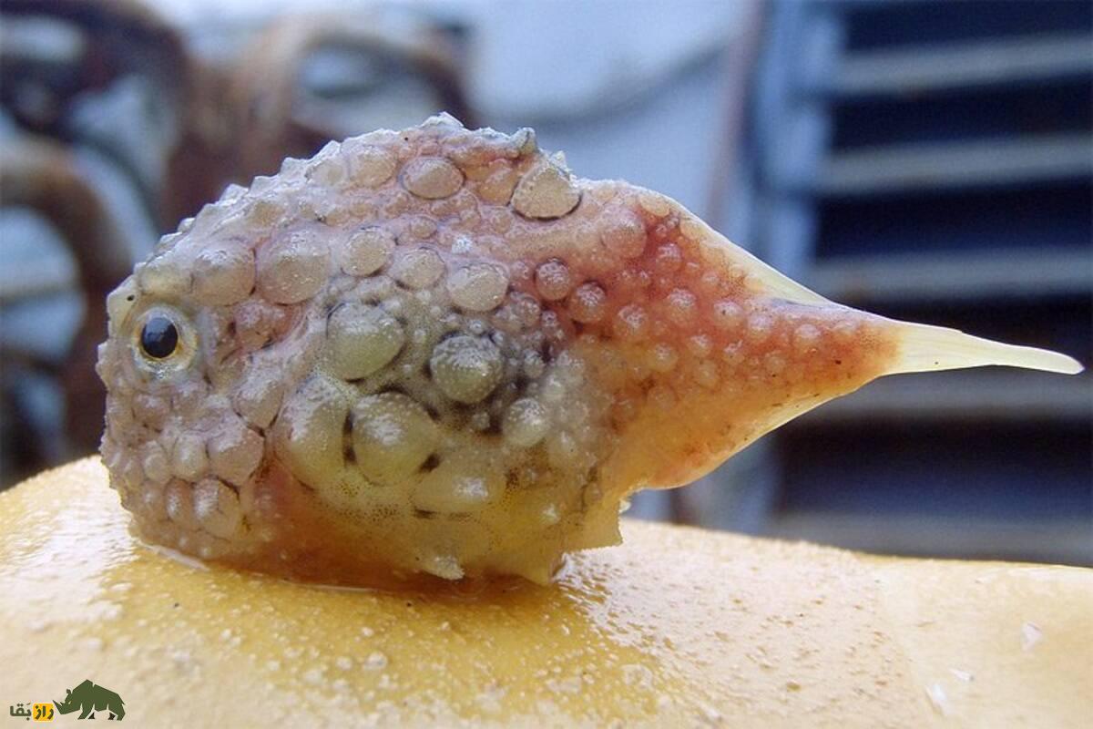 ماهی مکشی؛ موجود بامزه، اما عجیب با مکندهای شبیه دهان انسان که به صخره میچسبد و زره مینایی دارد! ماهی مکشی؛ موجود بامزه، اما عجیب با مکندهای شبیه دهان انسان که به صخره میچسبد و زره مینایی دارد!