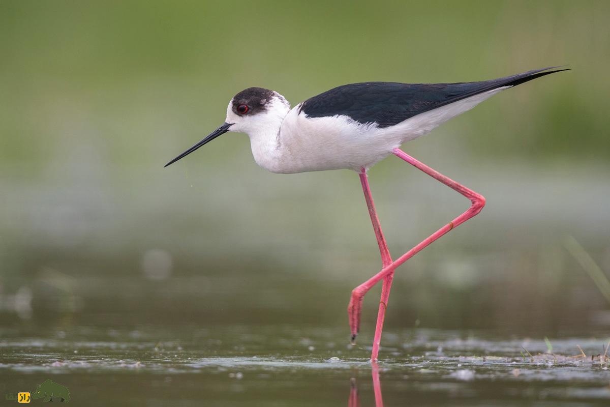 چوب‌پای بال‌سیاه