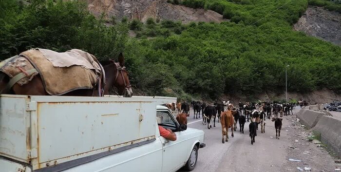 تصاویر | جاده چالوس برای عبور گاوها و گوسفندها بسته شد! تصاویر | جاده چالوس برای عبور گاوها و گوسفندها بسته شد!