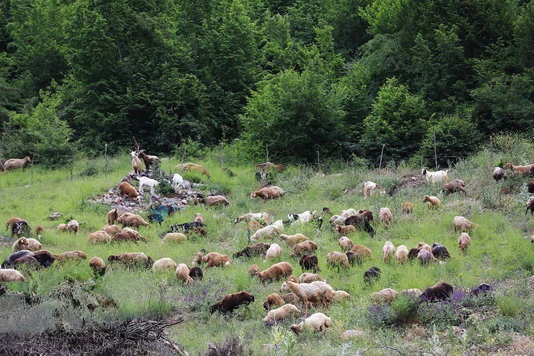 تصاویر | جاده چالوس برای عبور گاوها و گوسفندها بسته شد! تصاویر | جاده چالوس برای عبور گاوها و گوسفندها بسته شد!