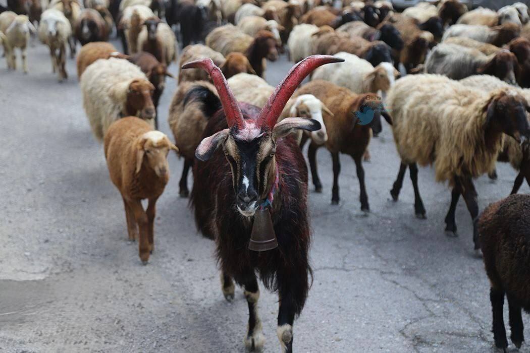 تصاویر | جاده چالوس برای عبور گاوها و گوسفندها بسته شد! تصاویر | جاده چالوس برای عبور گاوها و گوسفندها بسته شد!