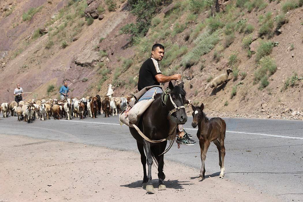 تصاویر | جاده چالوس برای عبور گاوها و گوسفندها بسته شد! تصاویر | جاده چالوس برای عبور گاوها و گوسفندها بسته شد!