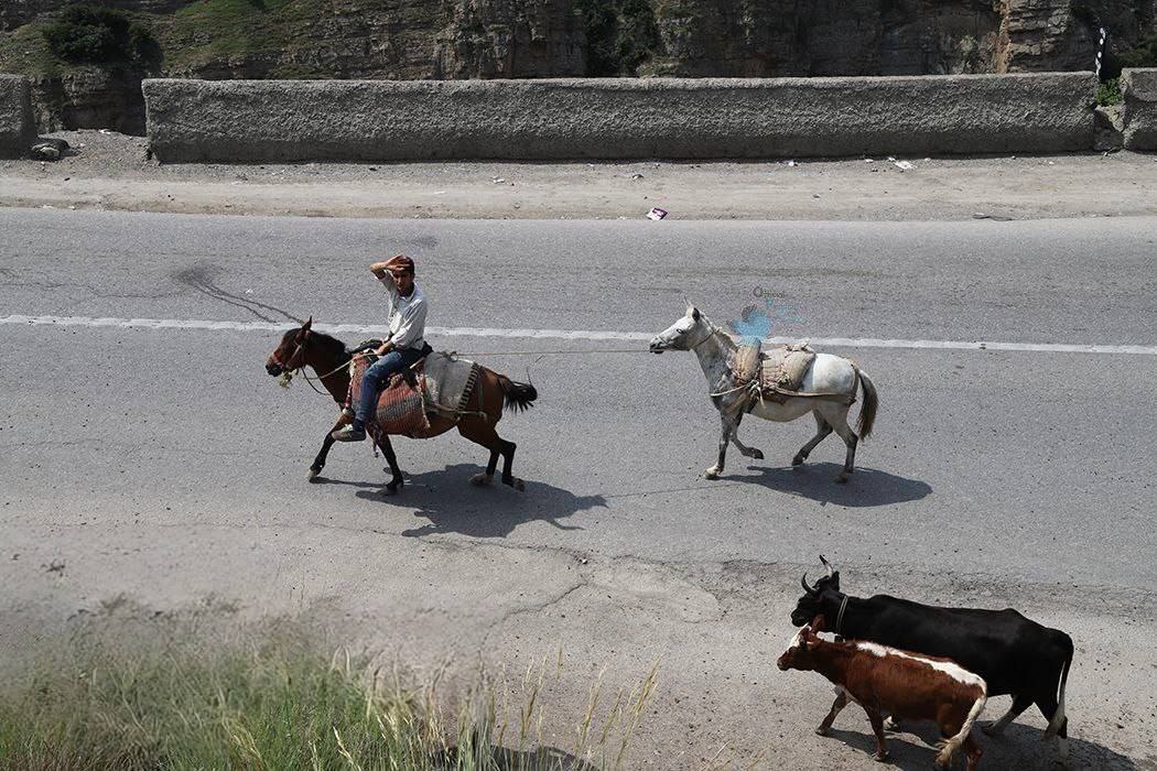 تصاویر | جاده چالوس برای عبور گاوها و گوسفندها بسته شد! تصاویر | جاده چالوس برای عبور گاوها و گوسفندها بسته شد!