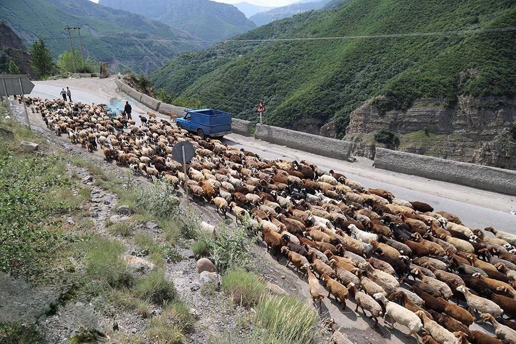 تصاویر | جاده چالوس برای عبور گاوها و گوسفندها بسته شد! تصاویر | جاده چالوس برای عبور گاوها و گوسفندها بسته شد!