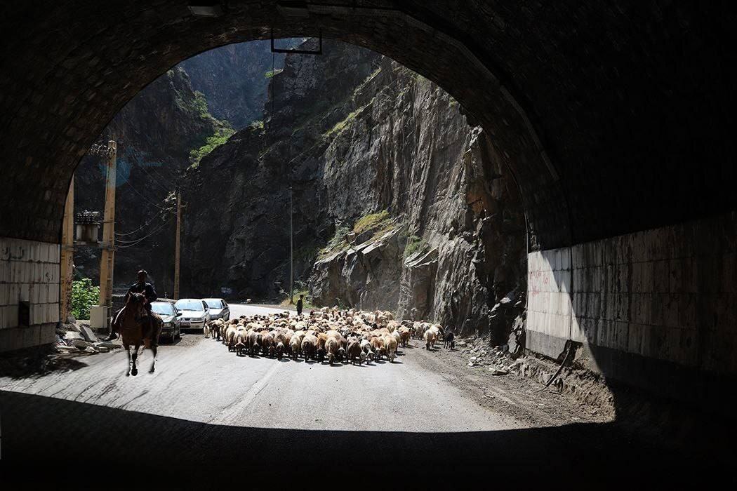 تصاویر | جاده چالوس برای عبور گاوها و گوسفندها بسته شد! تصاویر | جاده چالوس برای عبور گاوها و گوسفندها بسته شد!
