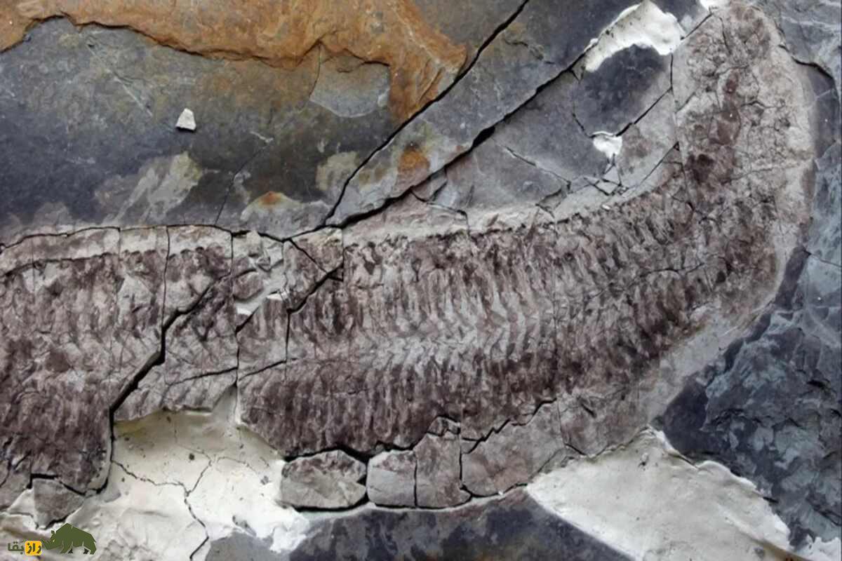 کشف عجیب دانشمندان؛ منشأ دندانهای انسان از زره ماهیهای باستانی است! کشف عجیب دانشمندان؛ منشأ دندانهای انسان از زره ماهیهای باستانی است!