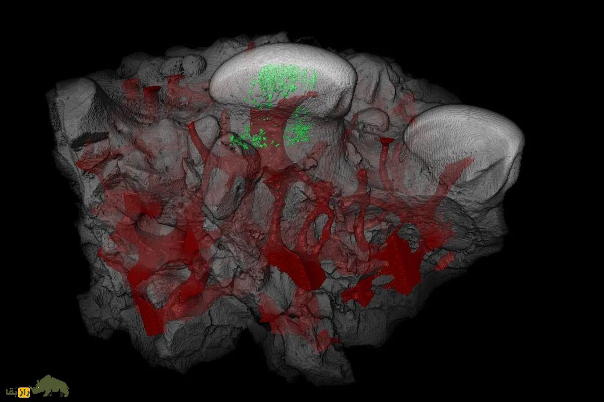 کشف عجیب دانشمندان؛ منشأ دندانهای انسان از زره ماهیهای باستانی است! کشف عجیب دانشمندان؛ منشأ دندانهای انسان از زره ماهیهای باستانی است!