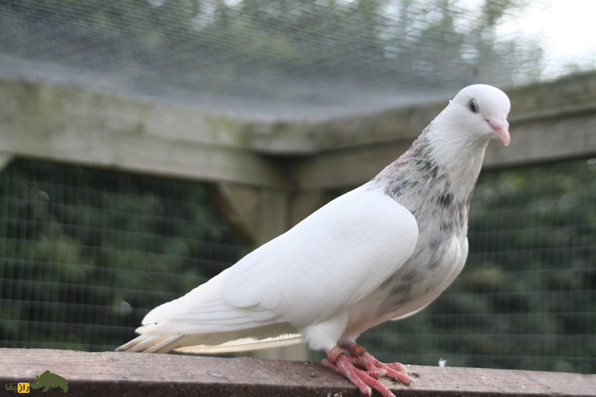 بزرگترین گروی کبوتربازی سال ۱۴۰۴؛ مهران خادمی و حامد ستاری با ۳۰۴۴ کبوتر به مصاف هم میروند مهران خادمی و حامد ستاری با ۳۰۴۴ کبوتر به مصاف هم میروند