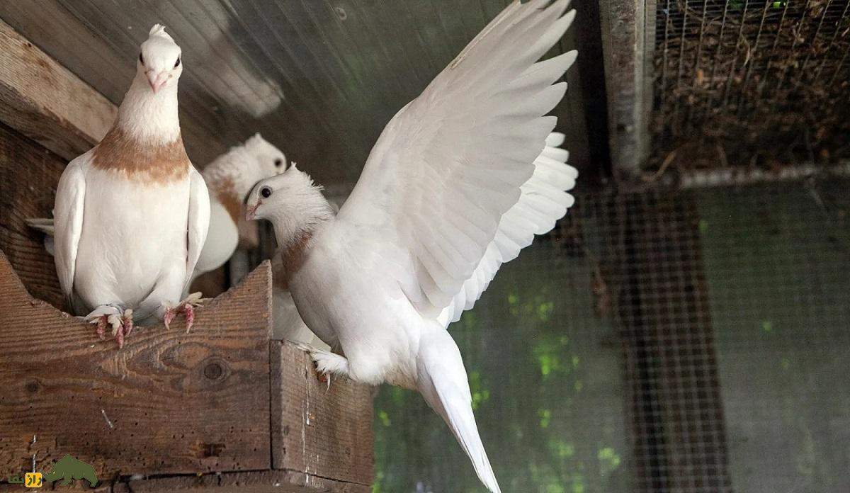 بزرگترین گروی کبوتربازی سال ۱۴۰۴؛ مهران خادمی و حامد ستاری با ۳۰۴۴ کبوتر به مصاف هم میروند مهران خادمی و حامد ستاری با ۳۰۴۴ کبوتر به مصاف هم میروند