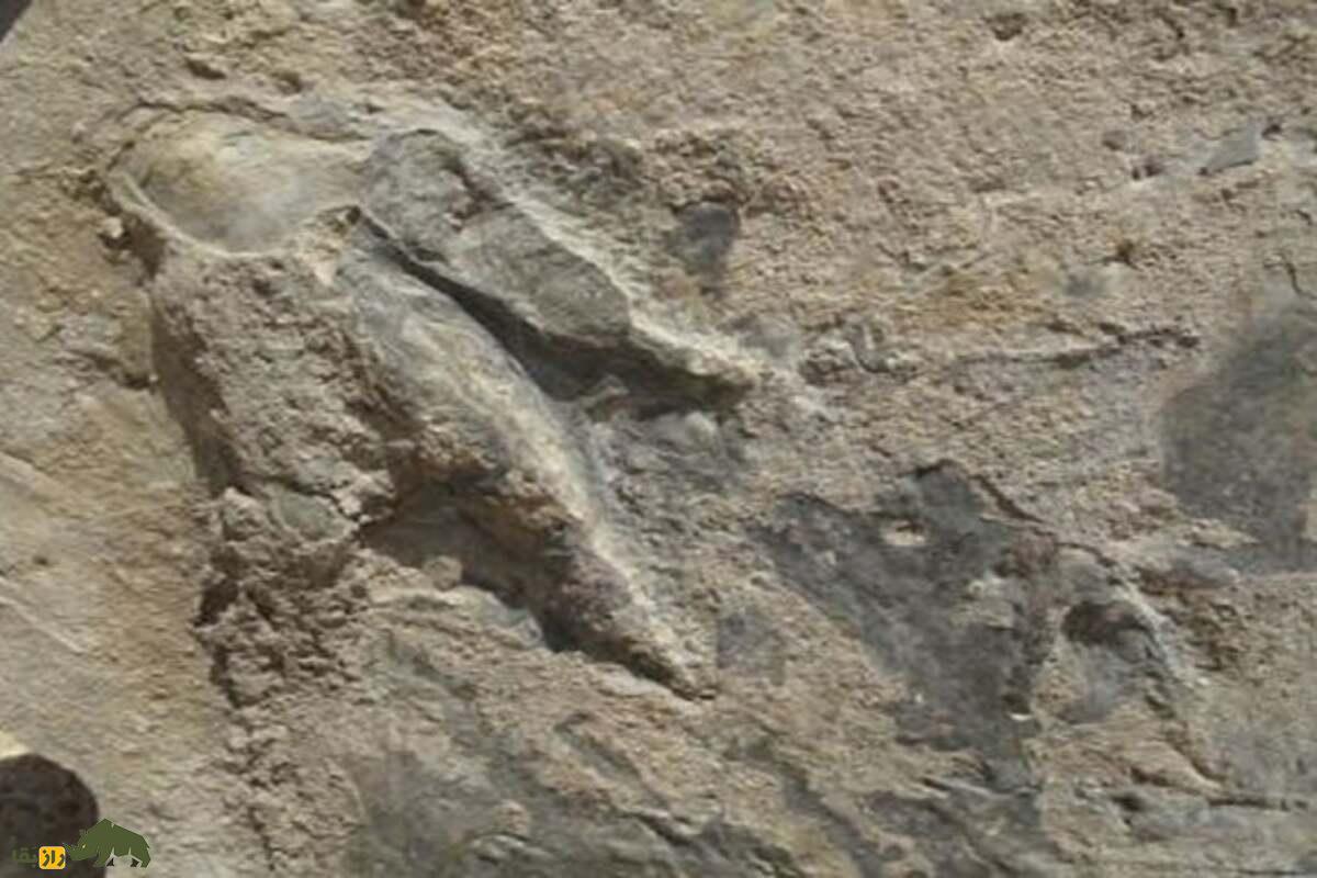 کشف ردپای دایناسورها در زرند کرمان؛ روایتی از ۱۸۰ میلیون سال پیش کشف ردپای دایناسورها در زرند کرمان؛ روایتی از ۱۸۰ میلیون سال پیش