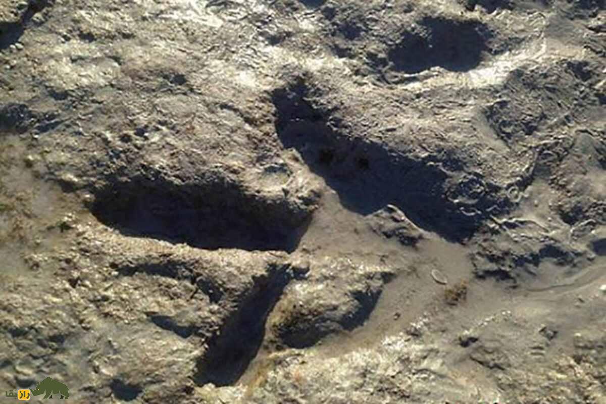 کشف ردپای دایناسورها در زرند کرمان؛ روایتی از ۱۸۰ میلیون سال پیش کشف ردپای دایناسورها در زرند کرمان؛ روایتی از ۱۸۰ میلیون سال پیش