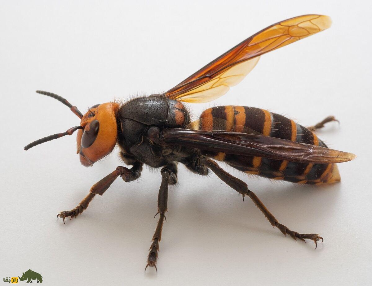 زنبور غولپیکر آسیایی: ترسناکترین زنبور جهان معروف به «زنبور گنجشک» نوشیدنی انرژیزا میخورد و جنگ شیمیایی راه میاندازد زنبور غولپیکر آسیایی: ترسناکترین زنبور جهان معروف به «زنبور گنجشک» نوشیدنی انرژیزا میخورد و جنگ شیمیایی راه میاندازد