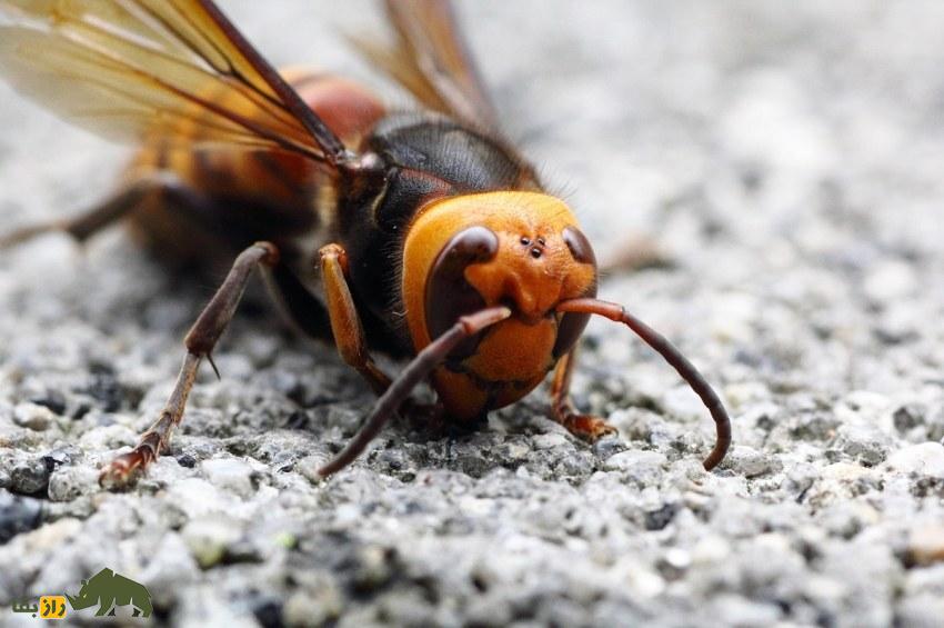 زنبور غولپیکر آسیایی: ترسناکترین زنبور جهان معروف به «زنبور گنجشک» نوشیدنی انرژیزا میخورد و جنگ شیمیایی راه میاندازد زنبور غولپیکر آسیایی