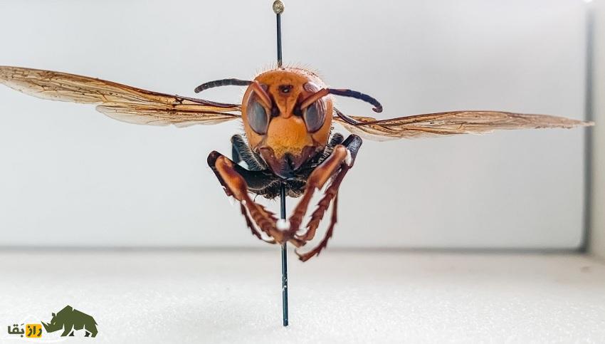 زنبور غولپیکر آسیایی: ترسناکترین زنبور جهان معروف به «زنبور گنجشک» نوشیدنی انرژیزا میخورد و جنگ شیمیایی راه میاندازد زنبور غولپیکر آسیایی