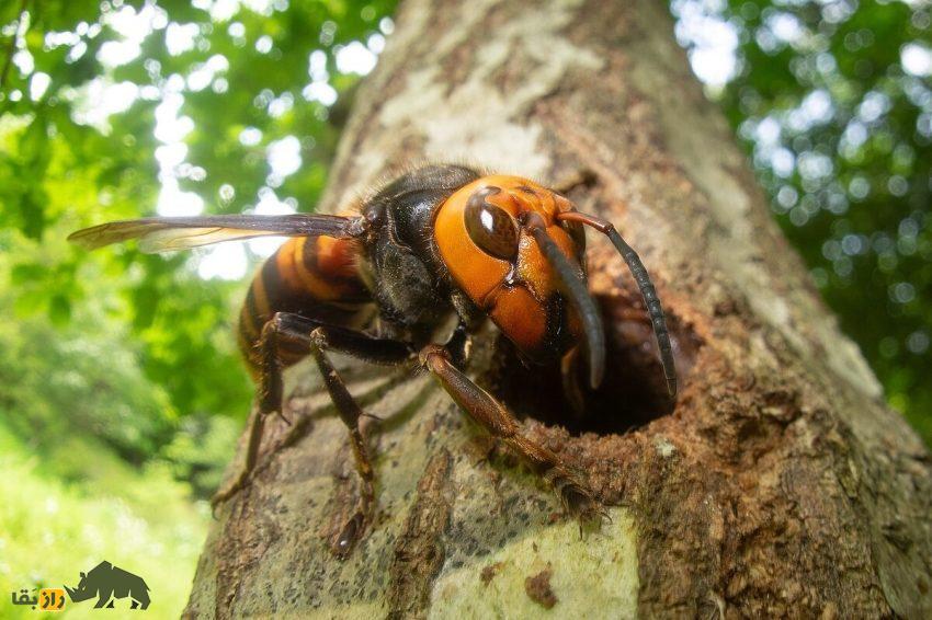 زنبور غولپیکر آسیایی: ترسناکترین زنبور جهان معروف به «زنبور گنجشک» نوشیدنی انرژیزا میخورد و جنگ شیمیایی راه میاندازد زنبور غولپیکر آسیایی
