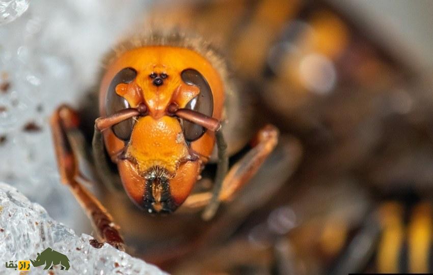 زنبور غولپیکر آسیایی: ترسناکترین زنبور جهان معروف به «زنبور گنجشک» نوشیدنی انرژیزا میخورد و جنگ شیمیایی راه میاندازد زنبور غولپیکر آسیایی