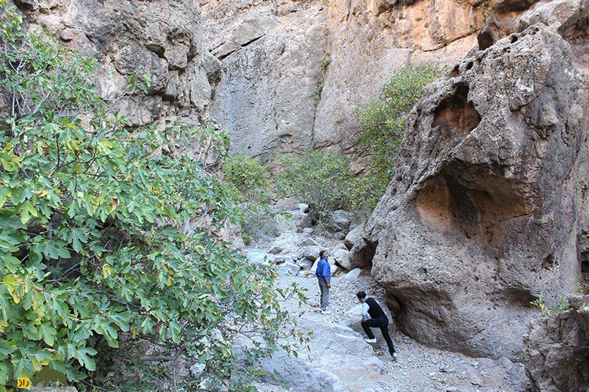 کیجو یا انجیر کوهی؛ میوه معروف به «نگهبان کوهنشینان» که یبوست را درمان و چشمزخم را دور میکند کیجو یا انجیر کوهی