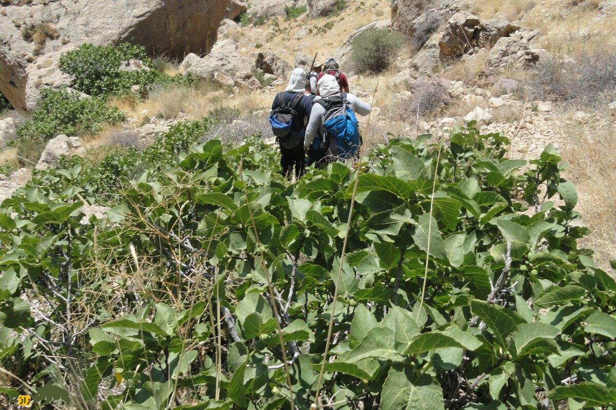 کیجو یا انجیر کوهی؛ میوه معروف به «نگهبان کوهنشینان» که یبوست را درمان و چشمزخم را دور میکند کیجو یا انجیر کوهی