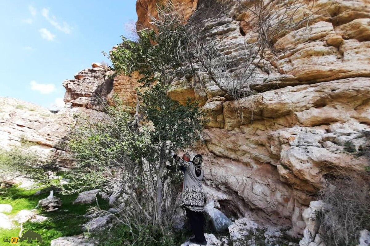 کیجو یا انجیر کوهی؛ میوه معروف به «نگهبان کوهنشینان» که یبوست را درمان و چشمزخم را دور میکند کیجو یا انجیر کوهی