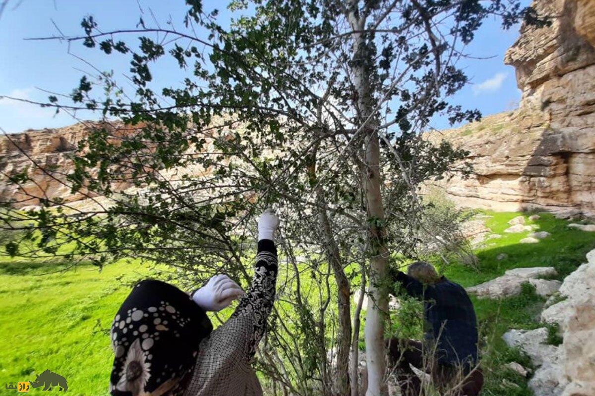 کیجو یا انجیر کوهی؛ میوه معروف به «نگهبان کوهنشینان» که یبوست را درمان و چشمزخم را دور میکند کیجو یا انجیر کوهی