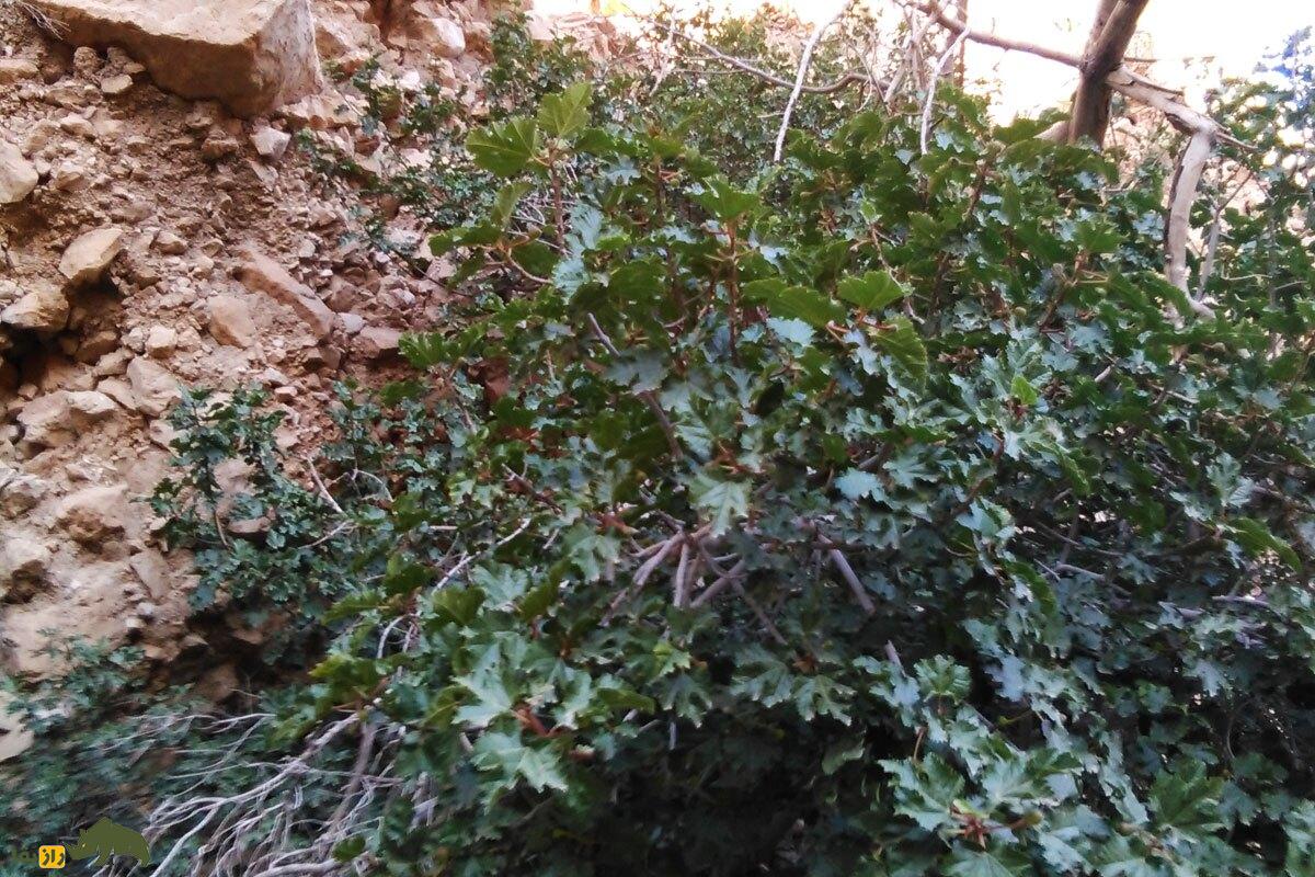 کیجو یا انجیر کوهی؛ میوه معروف به «نگهبان کوهنشینان» که یبوست را درمان و چشمزخم را دور میکند کیجو یا انجیر کوهی