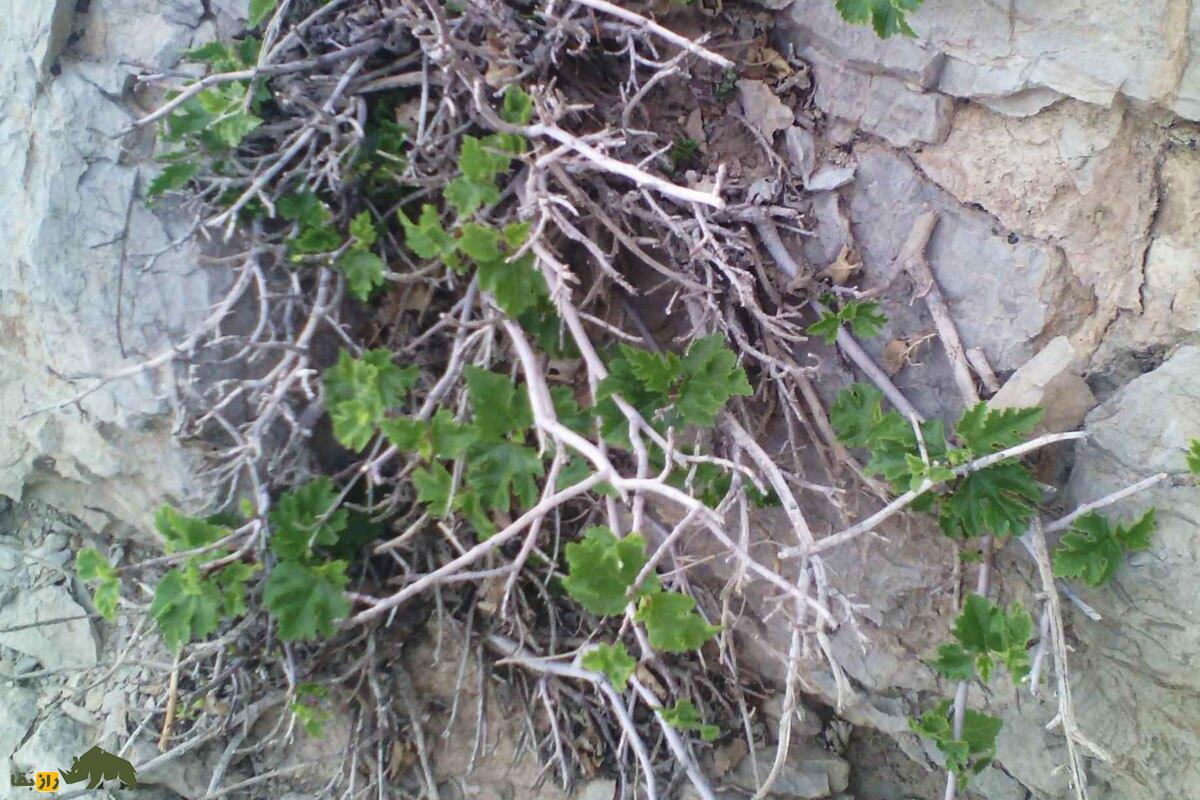 کیجو یا انجیر کوهی؛ میوه معروف به «نگهبان کوهنشینان» که یبوست را درمان و چشمزخم را دور میکند کیجو یا انجیر کوهی