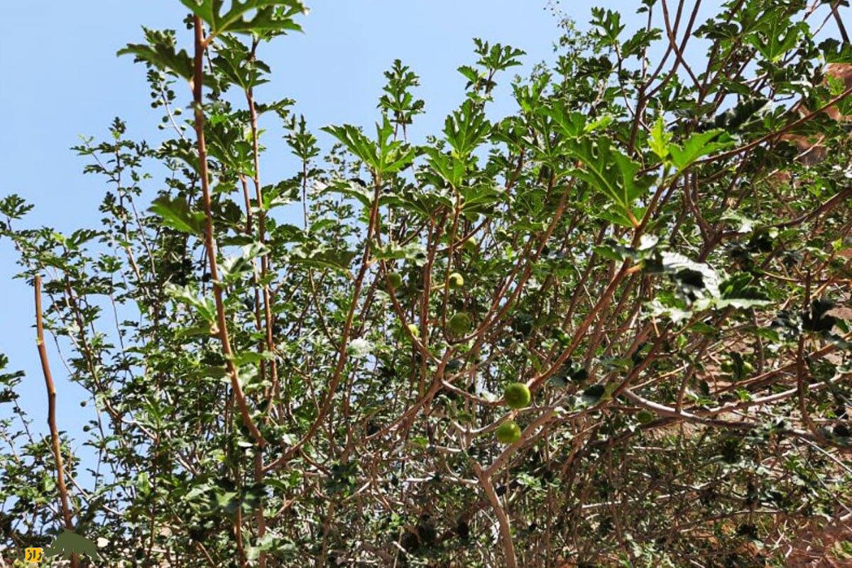 کیجو یا انجیر کوهی؛ میوه معروف به «نگهبان کوهنشینان» که یبوست را درمان و چشمزخم را دور میکند کیجو یا انجیر کوهی