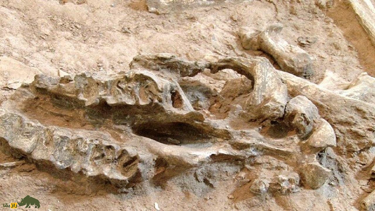 دره گرگ مراغه؛ درهای ناشناخته و اسرارآمیز و زیستگاه قدیمی گرگها که یک گرگ سفید و افسانهای نگهبان آن است دره گرگ مراغه