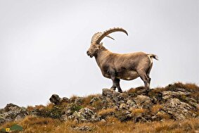 کل نوبی؛ بز کوهی افسانهای رشته کوه زاگرس با شاخهای مارپیچ که یک صخرهنورد حرفهایست