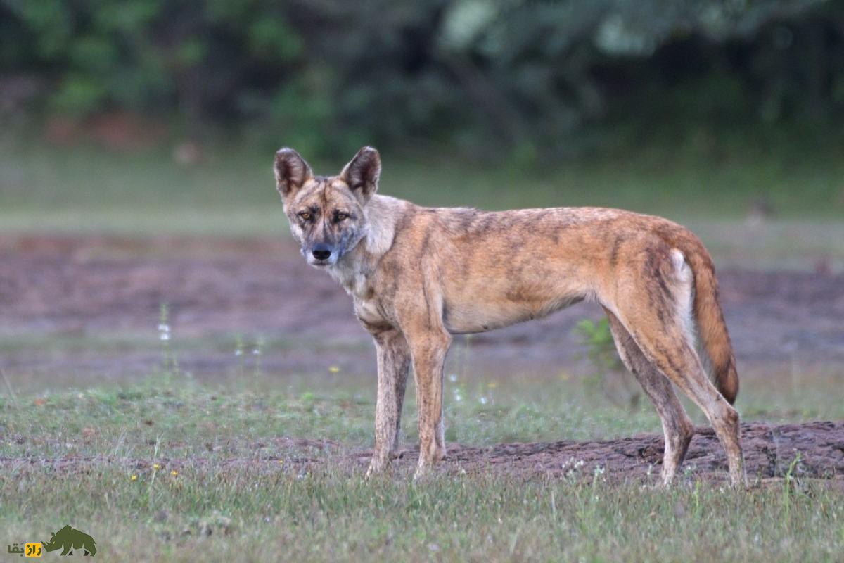 یوزپلنگ آسیایی قویتر است یا گرگ ایرانی و در نبرد تنبهتن کدام برنده خواهد شد؟ یوزپلنگ آسیایی قویتر است یا گرگ ایرانی و در نبرد تنبهتن کدام برنده خواهد شد؟