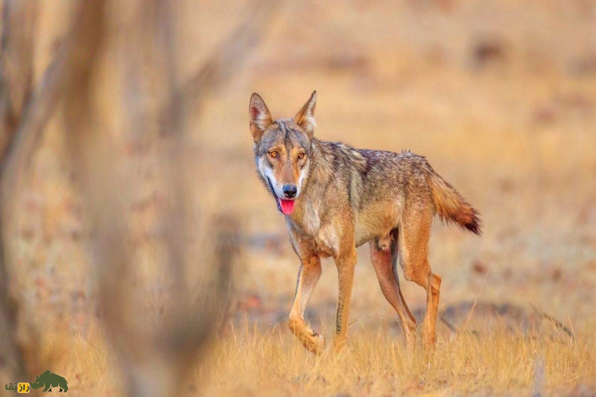 یوزپلنگ آسیایی قویتر است یا گرگ ایرانی و در نبرد تنبهتن کدام برنده خواهد شد؟ یوزپلنگ آسیایی قویتر است یا گرگ ایرانی و در نبرد تنبهتن کدام برنده خواهد شد؟