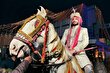 اسب پنجابی؛ قویترین و باهوشترین اسب جهان که گوشهایی شیطانی دارد و مخصوص ثروتمندان هندیست