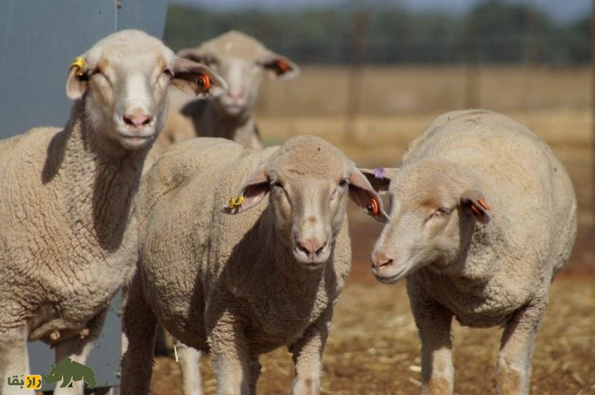 گوسفند پشکل طلا؛ آیا پشکل گوسفند می‌تواند طلایی شود؟