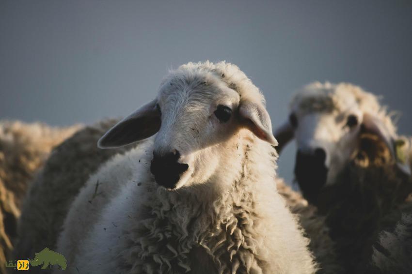 گوسفند پشکل طلا