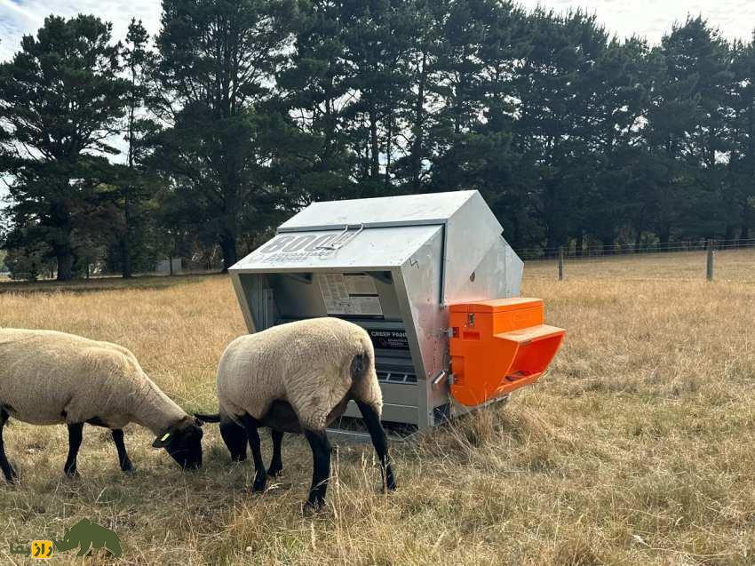 گوسفند پشکل طلا؛ آیا پشکل گوسفند می‌تواند طلایی شود؟