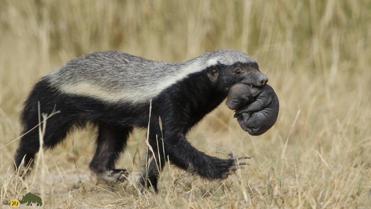 گورکن عسل‌خوار