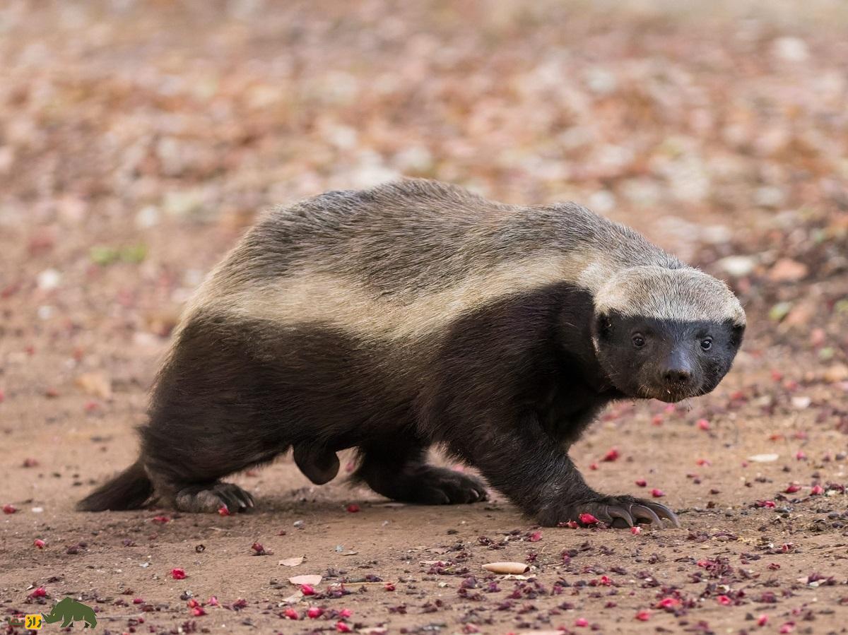 گورکن عسل‌خوار