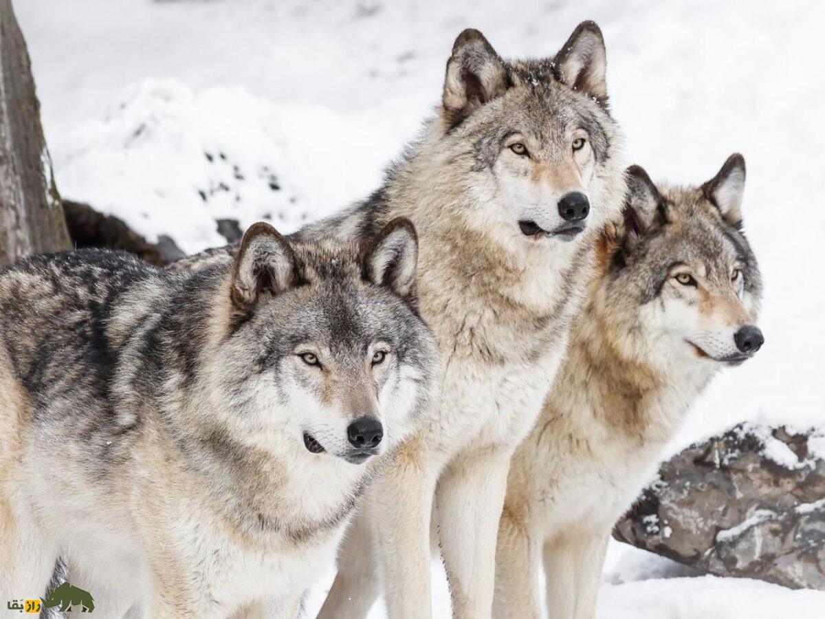 گورکن عسل‌خوار