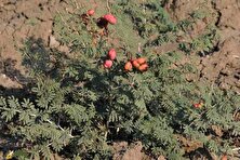کهورک یا جغجغه؛ گیاه کهن‌سال و بومی ایران که تاثیری جادویی در درمان کبد و افزایش وزن گاوها و گوسفند‌ها دارد!