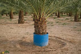 هرس نخل؛ کشف روشی عجیب توسط مردم جنوب ایران برای هرس کردن نخل که برداشت خرما را بسیار کم هزینه میکند