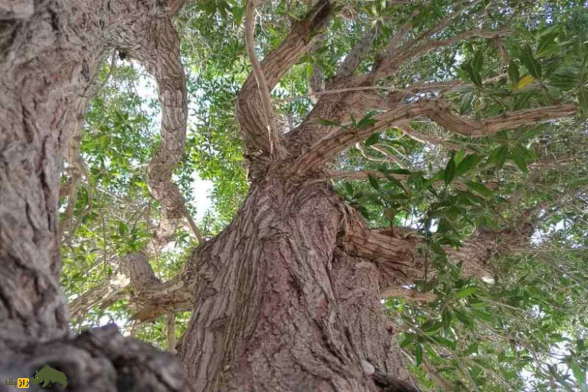 درخت کنوکارپوس؛ مقاوم‌ترین درخت دنیا که همیشه سبز است و زیرساخت‌های ایران را نابود و مردم را بیمار کرد!