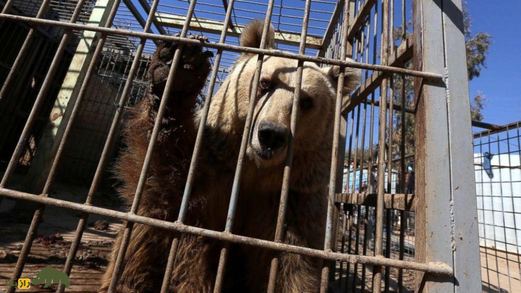 جنگ و حیوانات؛ چگونه جنگ‌ها باغ‌وحش‌ها را ویران، حیات‌وحش را نابود و حیوانات خانگی را آواره می‌کنند