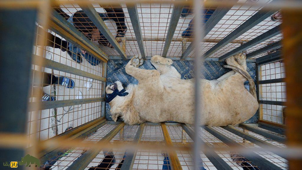 جنگ و حیوانات؛ چگونه جنگ‌ها باغ‌وحش‌ها را ویران، حیات‌وحش را نابود و حیوانات خانگی را آواره می‌کنند