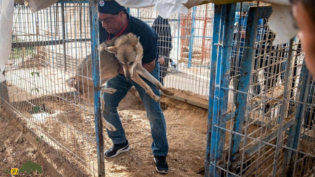 جنگ و حیوانات؛ چگونه جنگ‌ها باغ‌وحش‌ها را ویران، حیات‌وحش را نابود و حیوانات خانگی را آواره می‌کنند