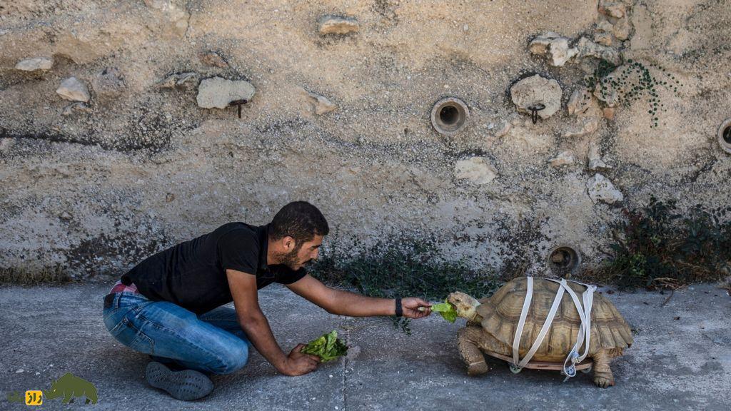 جنگ و حیوانات؛ چگونه جنگ‌ها باغ‌وحش‌ها را ویران، حیات‌وحش را نابود و حیوانات خانگی را آواره می‌کنند