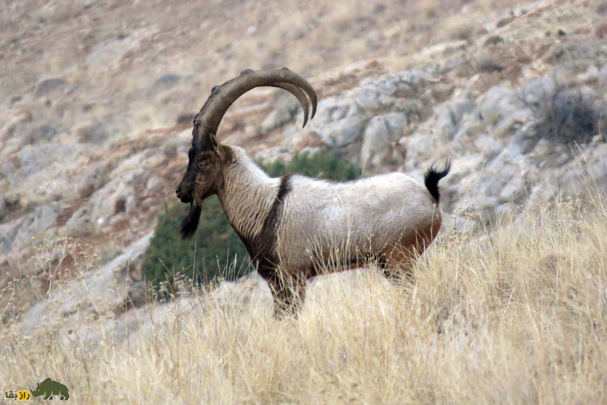 نبرد تن‌به‌تن بز کوهی ایرانی و گوزن زرد ایرانی؛ کدامیک برنده است؟