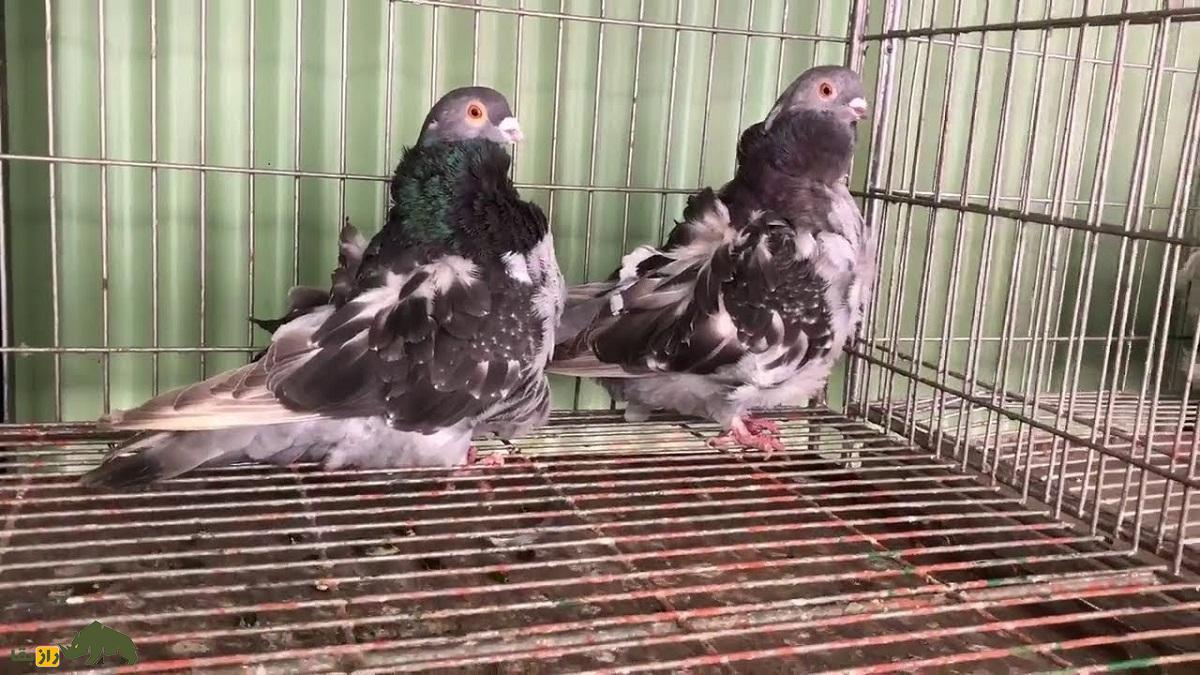 کبوتر چوررا: کبوتر اسپانیایی معروف به «نگین مدیترانه» که شباهت عجیبی به یک جغد کوتوله دارد کبوتر چوررا