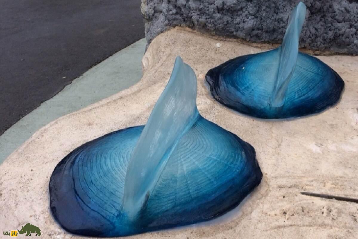 وللا چیست؟ راز دریانورد بادباندار اقیانوسها با ساختار خاص و نقش حیاتی در اکوسیستم دریایی وللا چیست؟ راز دریانورد بادباندار اقیانوسها با ساختار خاص و نقش حیاتی در اکوسیستم دریایی