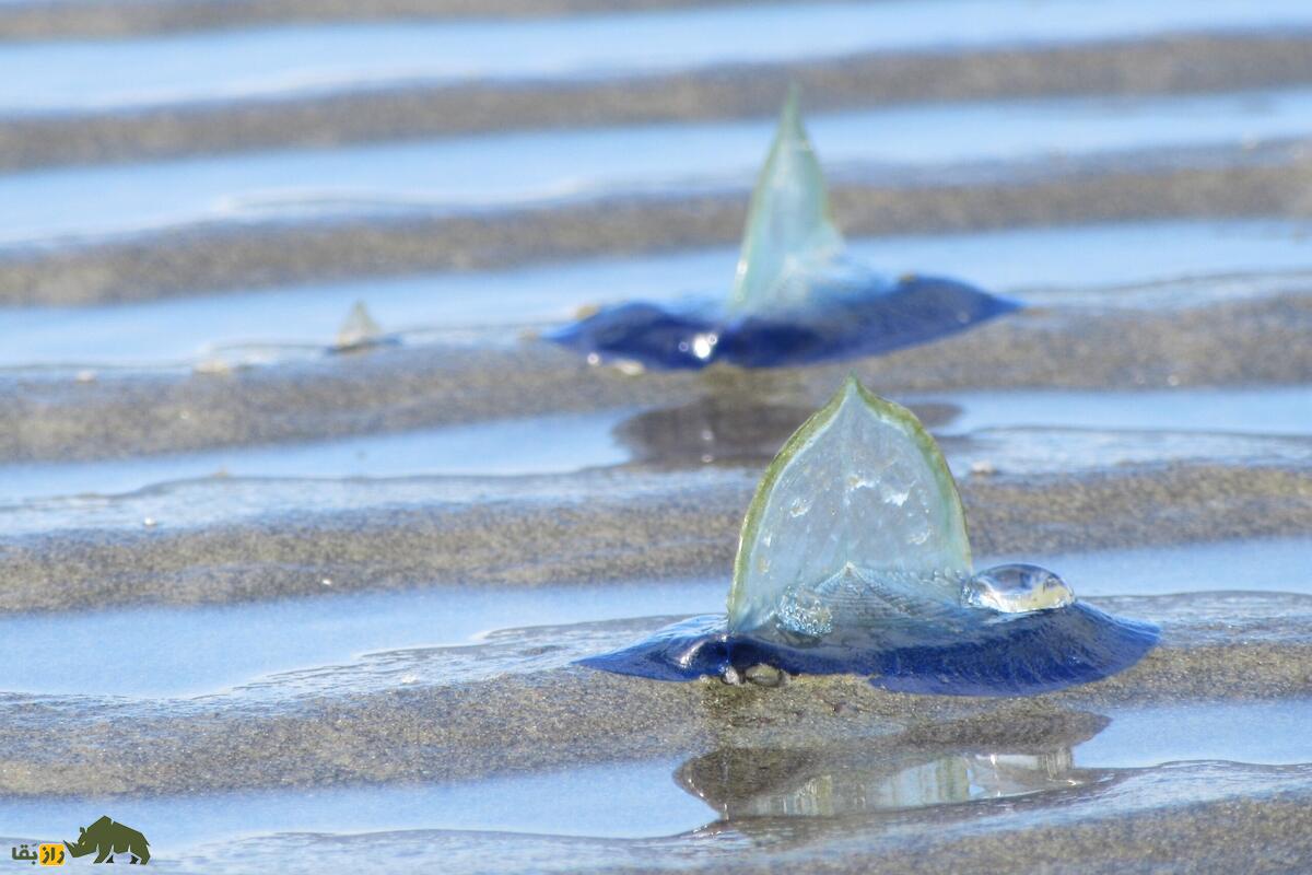 وللا چیست؟ راز دریانورد بادباندار اقیانوسها با ساختار خاص و نقش حیاتی در اکوسیستم دریایی وللا چیست؟ راز دریانورد بادباندار اقیانوسها با ساختار خاص و نقش حیاتی در اکوسیستم دریایی